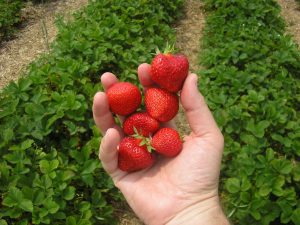 Best Places to Pick Your Own Produce Near Vacaville